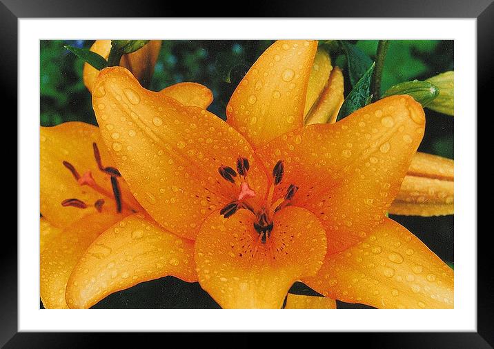 Tiger Lily Framed Mounted Print by Irena KOW