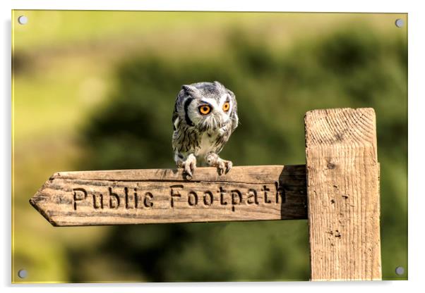 Owl resting on the Sign Post Acrylic by James Marsden