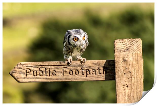 Owl resting on the Sign Post Print by James Marsden