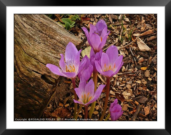 "Delicate Autumn Crocus" Framed Mounted Print by ROS RIDLEY