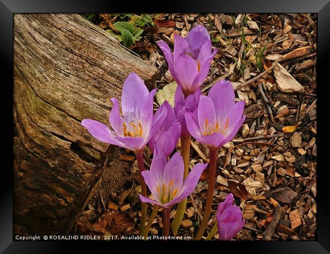 "Delicate Autumn Crocus" Framed Print by ROS RIDLEY