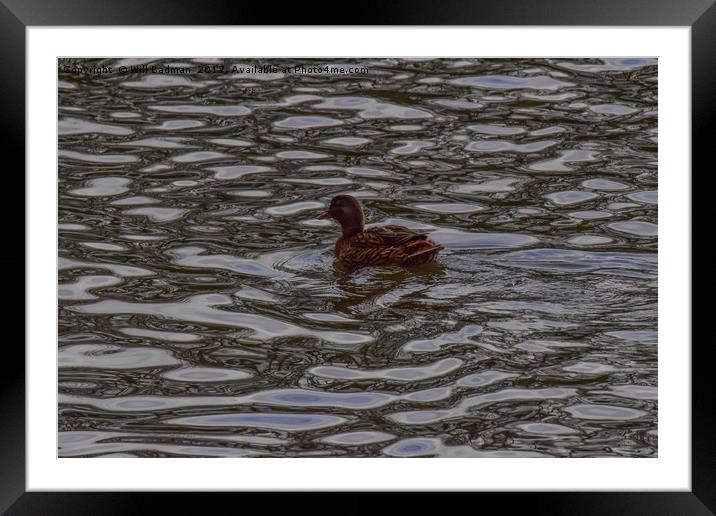 Duck on Chard Reservoir Somerset Framed Mounted Print by Will Badman