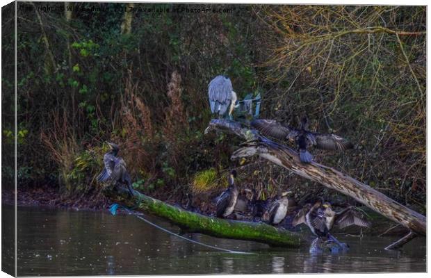 Heron and cormorants on a lake in Chard Somerset Canvas Print by Will Badman