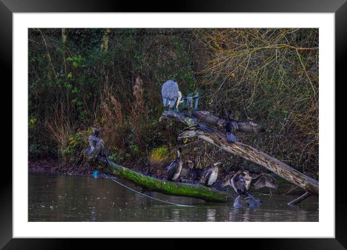 Heron and cormorants on a lake in Chard Somerset Framed Mounted Print by Will Badman