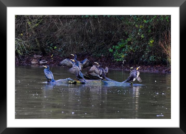 Cormorants drying there wings on a tree Framed Mounted Print by Will Badman