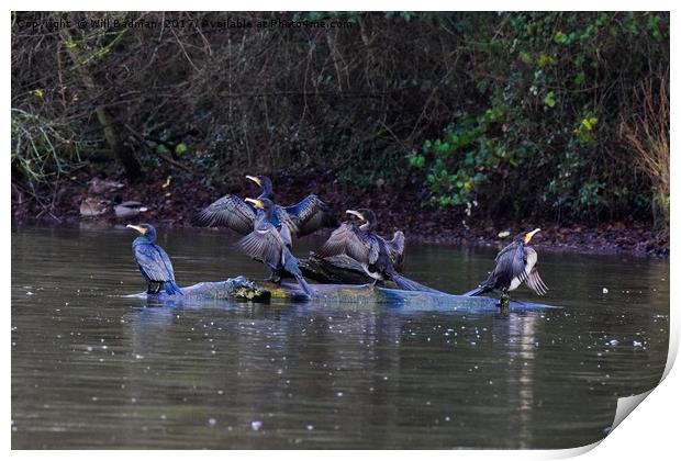 Cormorants drying there wings on a tree Print by Will Badman
