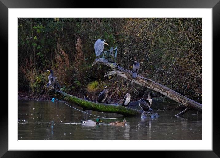 Heron and cormorants on a fallen tree in Chard  Framed Mounted Print by Will Badman