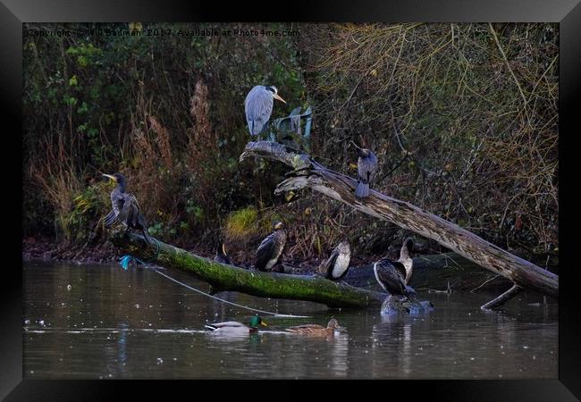 Heron and cormorants on a fallen tree in Chard  Framed Print by Will Badman