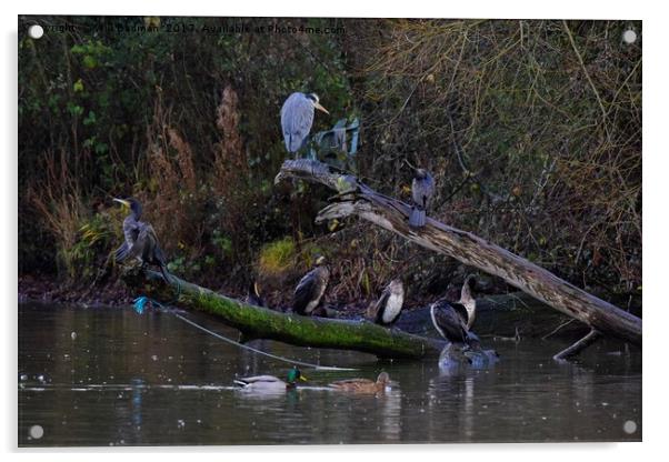 Heron and cormorants on a fallen tree in Chard  Acrylic by Will Badman