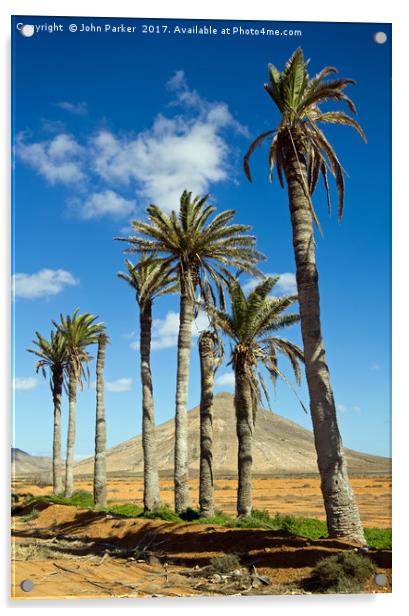 Palm Trees, La Oliva, Fuerteventura Acrylic by John Parker