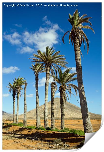 Palm Trees, La Oliva, Fuerteventura Print by John Parker