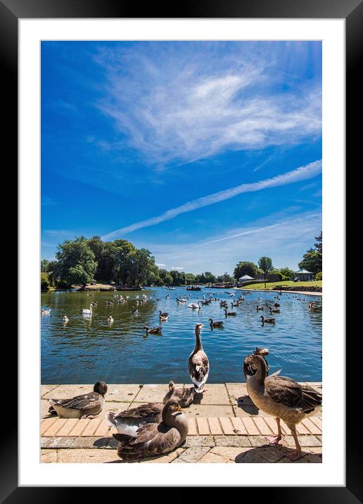 Serene Escape at Cleethorpes Boating Lake Framed Mounted Print by P D