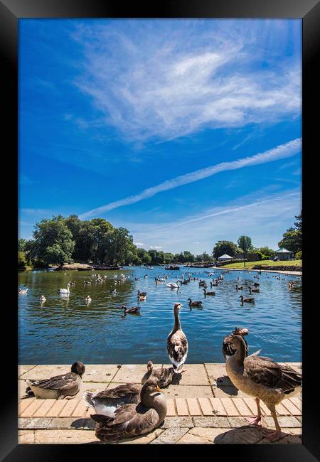 Serene Escape at Cleethorpes Boating Lake Framed Print by P D