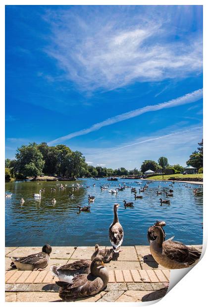 Serene Escape at Cleethorpes Boating Lake Print by P D