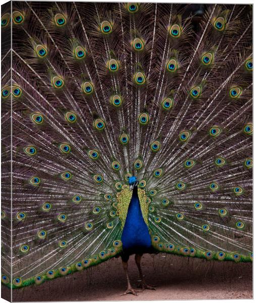 Peacock Canvas Print by Mike Rockey