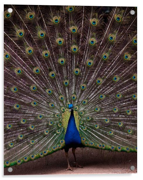 Peacock Acrylic by Mike Rockey