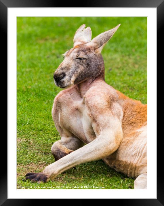 Red kangaroo enjoying the sunshine Framed Mounted Print by Jason Wells