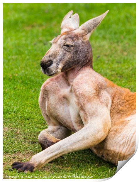 Red kangaroo enjoying the sunshine Print by Jason Wells