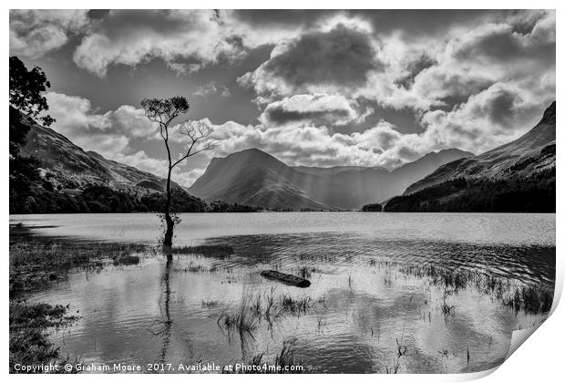 Buttermere tree Print by Graham Moore
