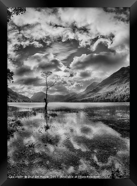 Buttermere tree Framed Print by Graham Moore