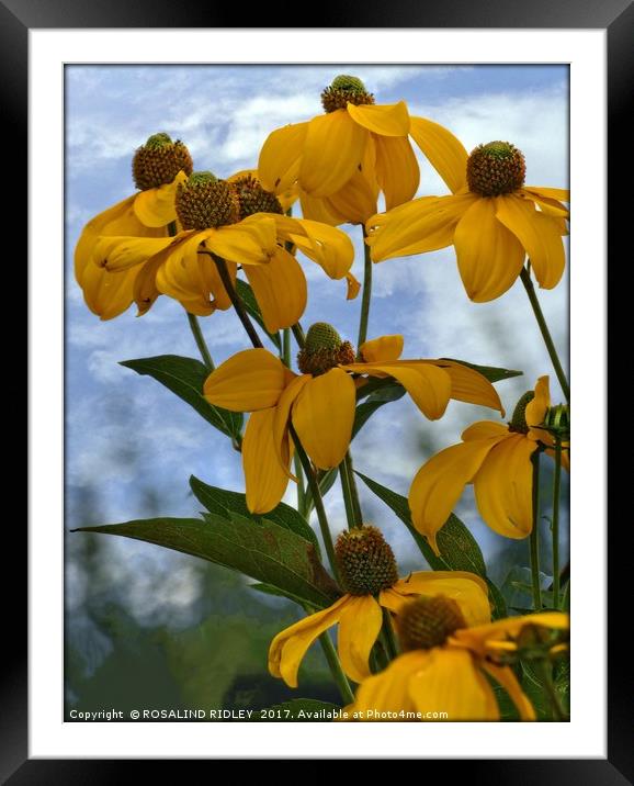 "Giant gold Rudbeckia" Framed Mounted Print by ROS RIDLEY