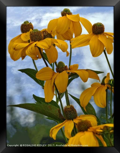 "Giant gold Rudbeckia" Framed Print by ROS RIDLEY