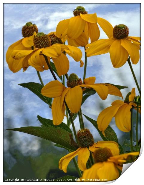 "Giant gold Rudbeckia" Print by ROS RIDLEY