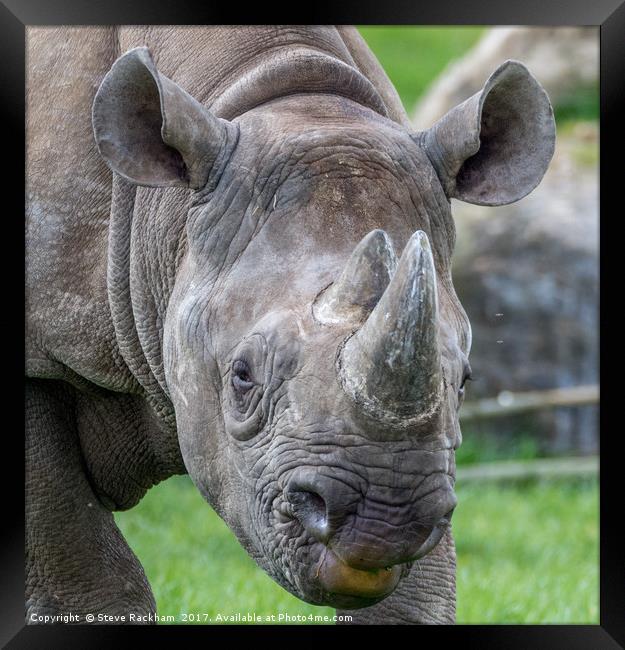 Posing Rhino Framed Print by Steve Rackham