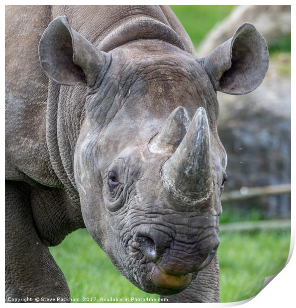 Posing Rhino Print by Steve Rackham
