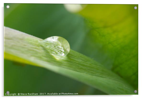 Raindrop On Leaf Acrylic by Steve Rackham