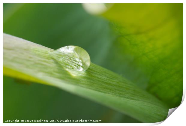 Raindrop On Leaf Print by Steve Rackham