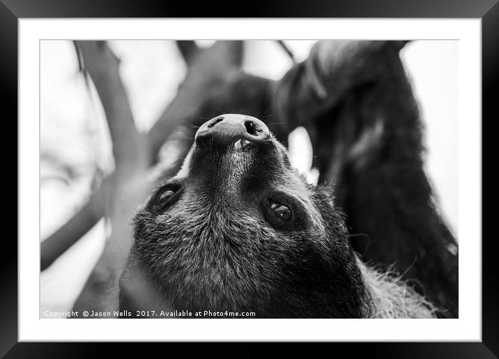Southern two-toed sloth  Framed Mounted Print by Jason Wells