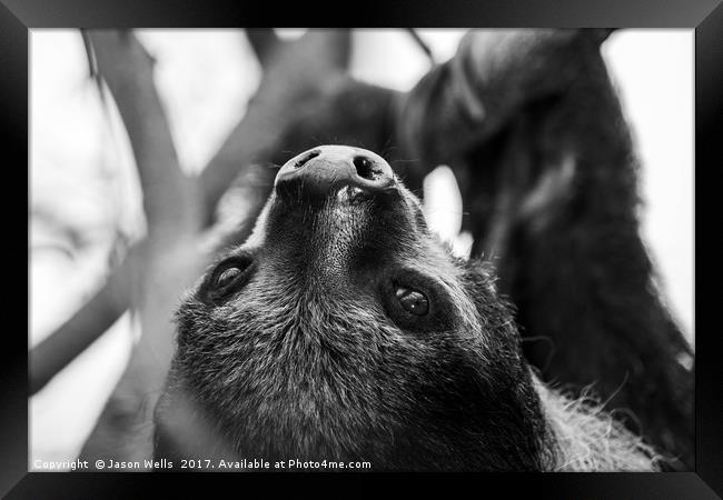 Southern two-toed sloth  Framed Print by Jason Wells