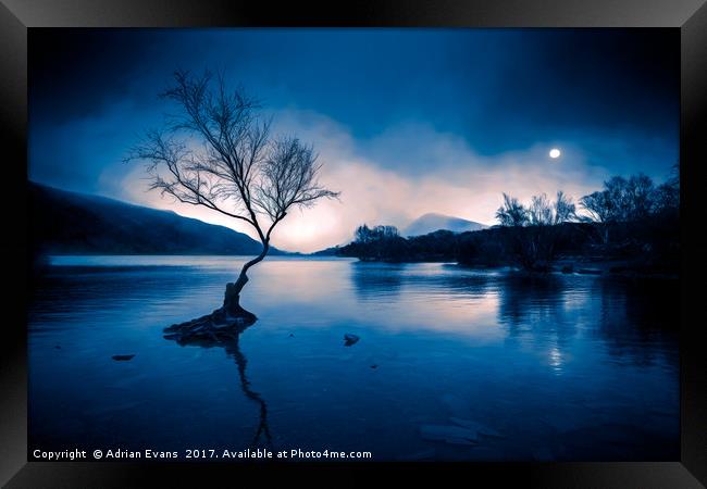 Padarn Tree llanberis Snowdonia Framed Print by Adrian Evans