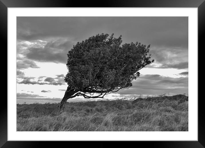 Windswept Holly Framed Mounted Print by John Iddles