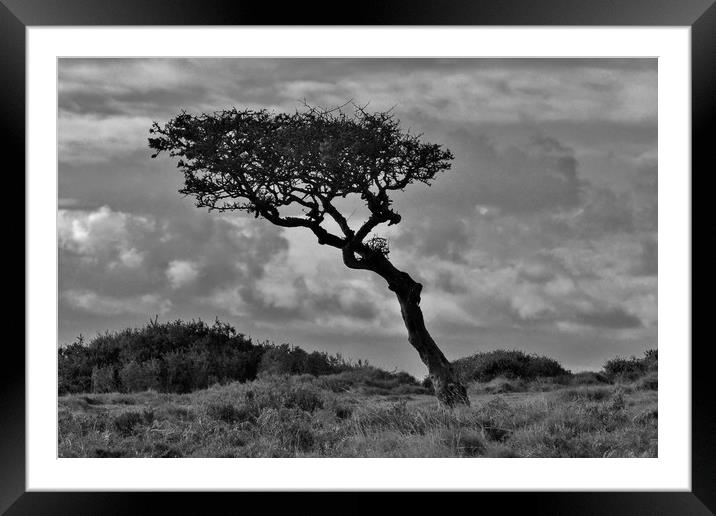 Windswept Hawthorn Framed Mounted Print by John Iddles