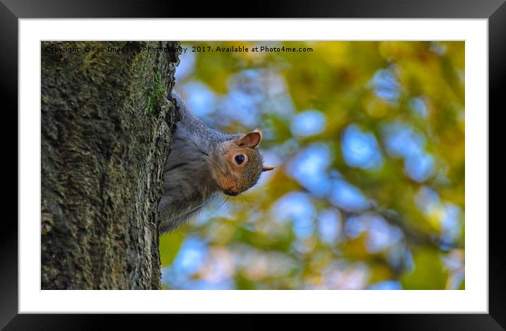 Grey Squirrel Framed Mounted Print by Derrick Fox Lomax