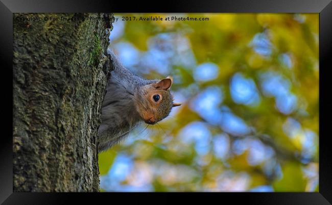 Grey Squirrel Framed Print by Derrick Fox Lomax