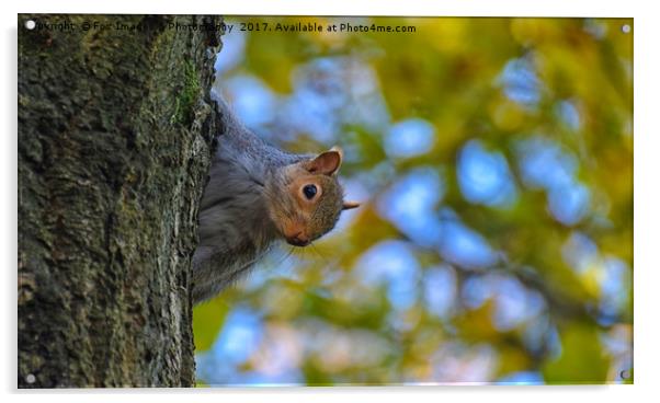 Grey Squirrel Acrylic by Derrick Fox Lomax