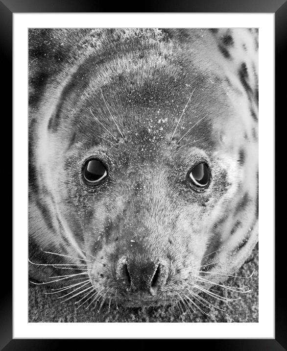 Grey Seal In Black And White Framed Mounted Print by Darren Burroughs
