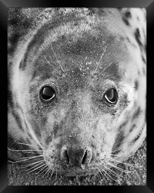 Grey Seal In Black And White Framed Print by Darren Burroughs