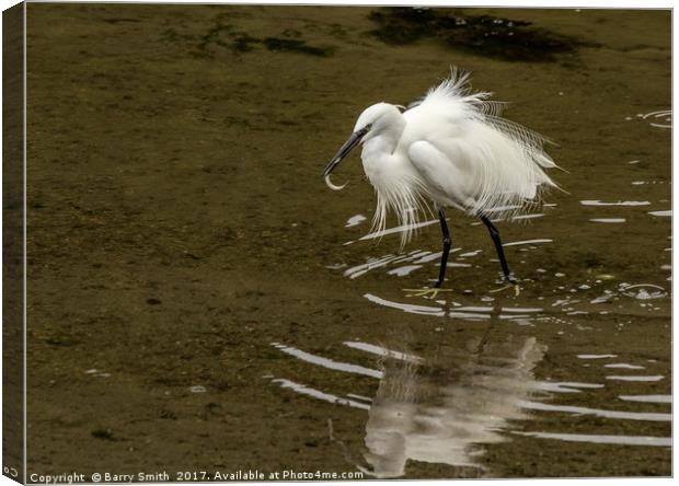Little Egret Canvas Print by Barry Smith