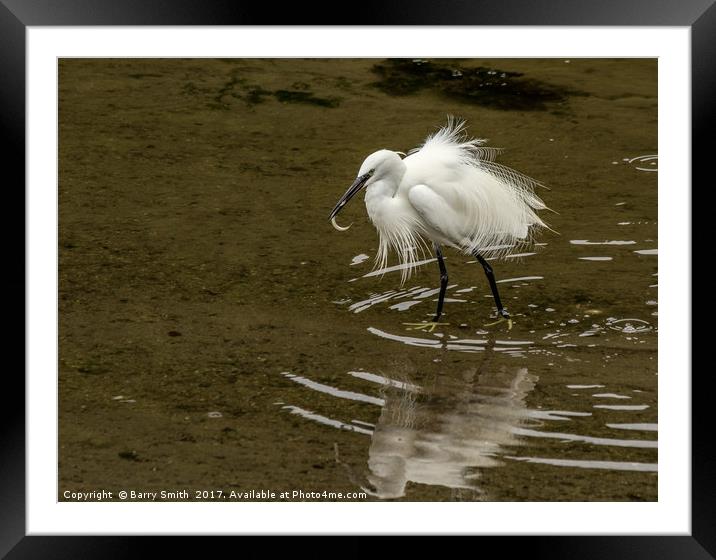 Little Egret Framed Mounted Print by Barry Smith