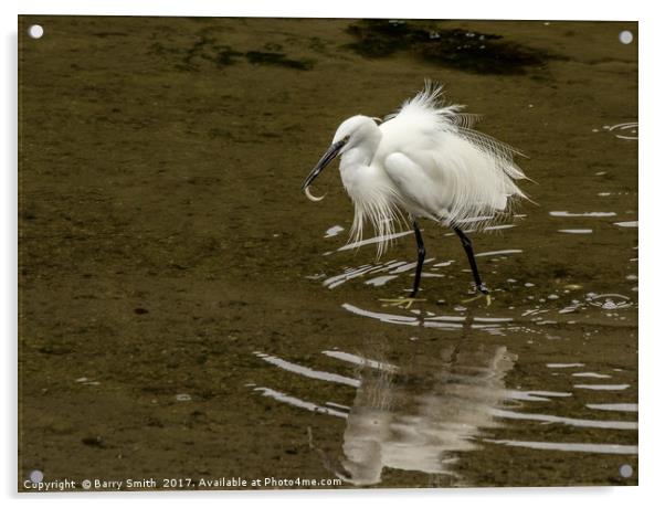 Little Egret Acrylic by Barry Smith