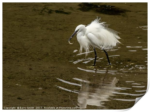 Little Egret Print by Barry Smith