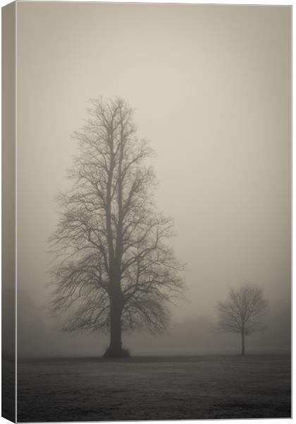 Trees in the fog Canvas Print by Donnie Canning