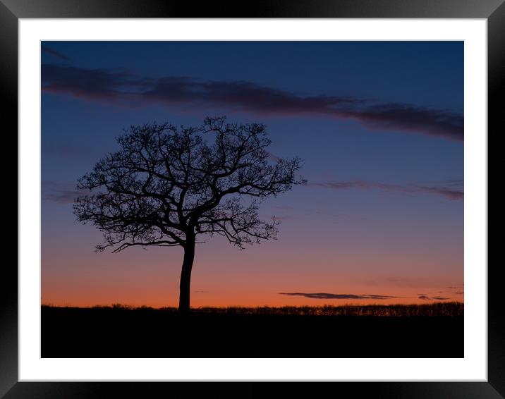 Stevington tree at sunset  Framed Mounted Print by Donnie Canning
