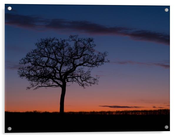 Stevington tree at sunset  Acrylic by Donnie Canning