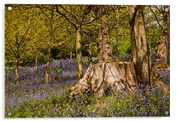 Bluebells at Emmetts Garden, Kent, United Kingdom Acrylic by Dawn O'Connor