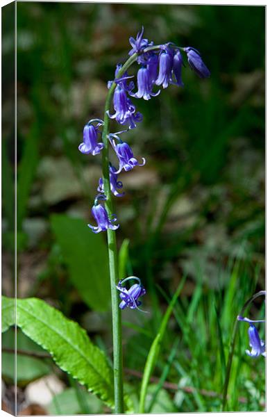 A Single Bluebell at Emmetts Garden, Kent, United Canvas Print by Dawn O'Connor